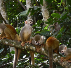 Saimiri cassiquiarensis