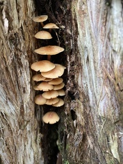 Collybia eucalyptorum