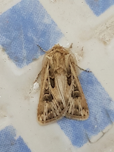 Noctuelle obèse (La)