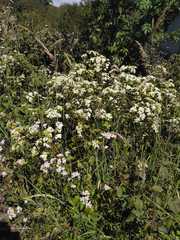 Magnoliopsida