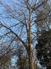 Quercus austrina