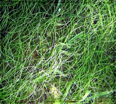 Syringodium filiforme