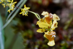 Oncidium adelaidae