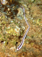 Baseodiscus hemprichii