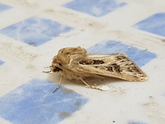 Agrotis obesa