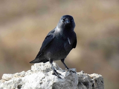 Corvus monedula soemmerringii