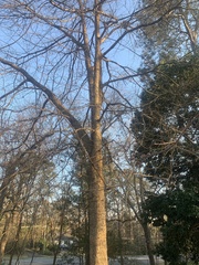 Quercus austrina