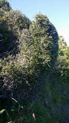 Sophora prostrata