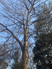 Quercus austrina