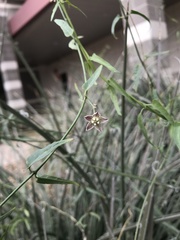 Funastrum heterophyllum