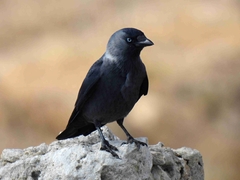 Corvus monedula soemmerringii