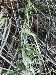 Funastrum heterophyllum