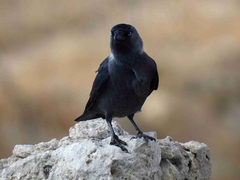 Corvus monedula soemmerringii