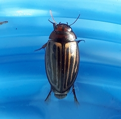 Agabus disintegratus