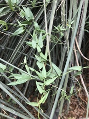 Funastrum heterophyllum