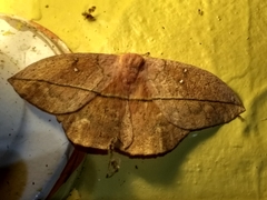 Lonomia electra