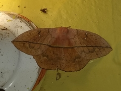 Lonomia electra