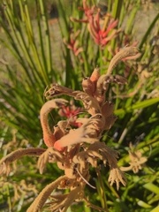 Anigozanthos