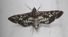 Rhimphalea sceletalis