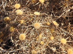 Carlina graeca