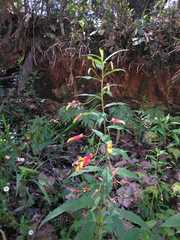Lobelia laxiflora