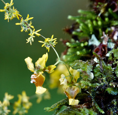 Oncidium adelaidae