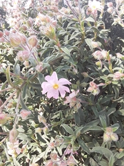 Cistus × skanbergii