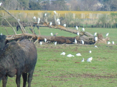 Bubulcus ibis