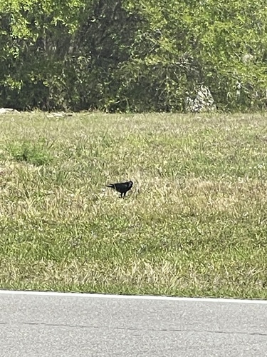 Corvus ossifragus image