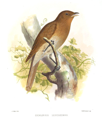Rufous-Brown Solitaire photo 2
