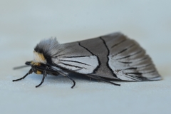 Oxytaphora delta
