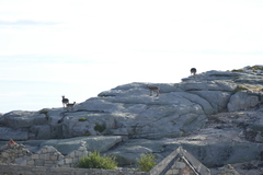 Capra pyrenaica victoriae