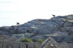 Capra pyrenaica victoriae