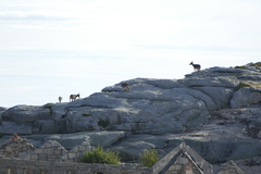 Capra pyrenaica victoriae