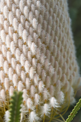 Banksia hookeriana