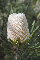Banksia hookeriana