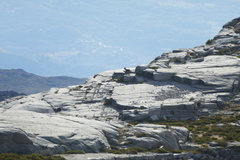 Capra pyrenaica victoriae