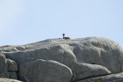 Capra pyrenaica victoriae