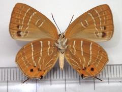 Wagimo signatus