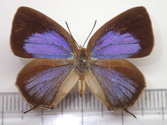 Wagimo signatus