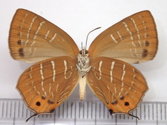 Wagimo signatus