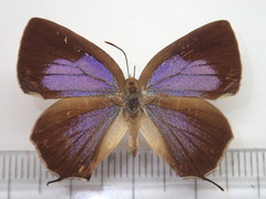 Wagimo signatus