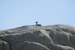 Capra pyrenaica victoriae