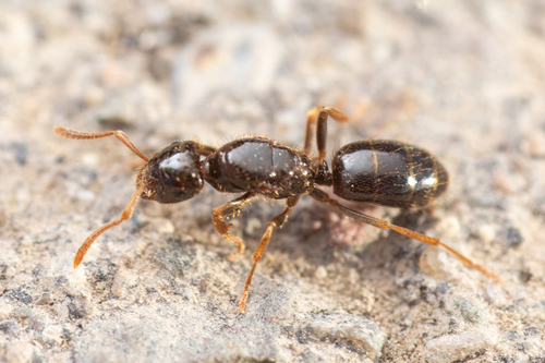 科罗拉多毛蚁Lasius coloradensis