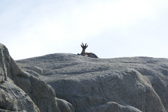 Capra pyrenaica victoriae