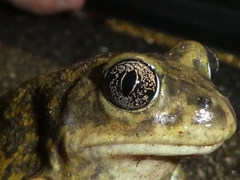 Western Spadefoot photo 2