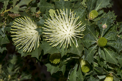 Banksia ilicifolia