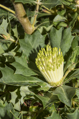 Banksia ilicifolia