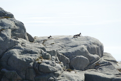 Capra pyrenaica victoriae