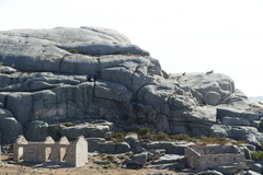 Capra pyrenaica victoriae